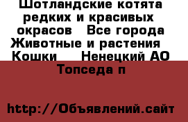 Шотландские котята редких и красивых  окрасов - Все города Животные и растения » Кошки   . Ненецкий АО,Топседа п.